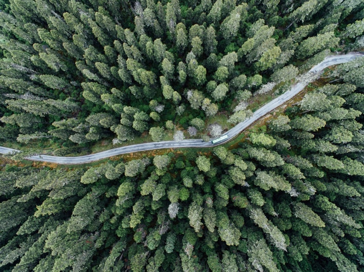 Skog med sollys mellom trestammene